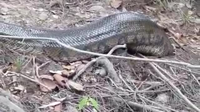 BIG SNAKE IN AMAZONAS BRAZIL. MORE OR LESS 9 METERS