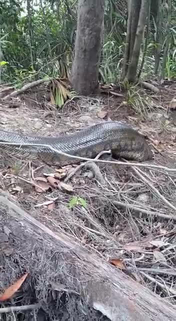 BIG SNAKE IN AMAZONAS BRAZIL. MORE OR LESS 9 METERS