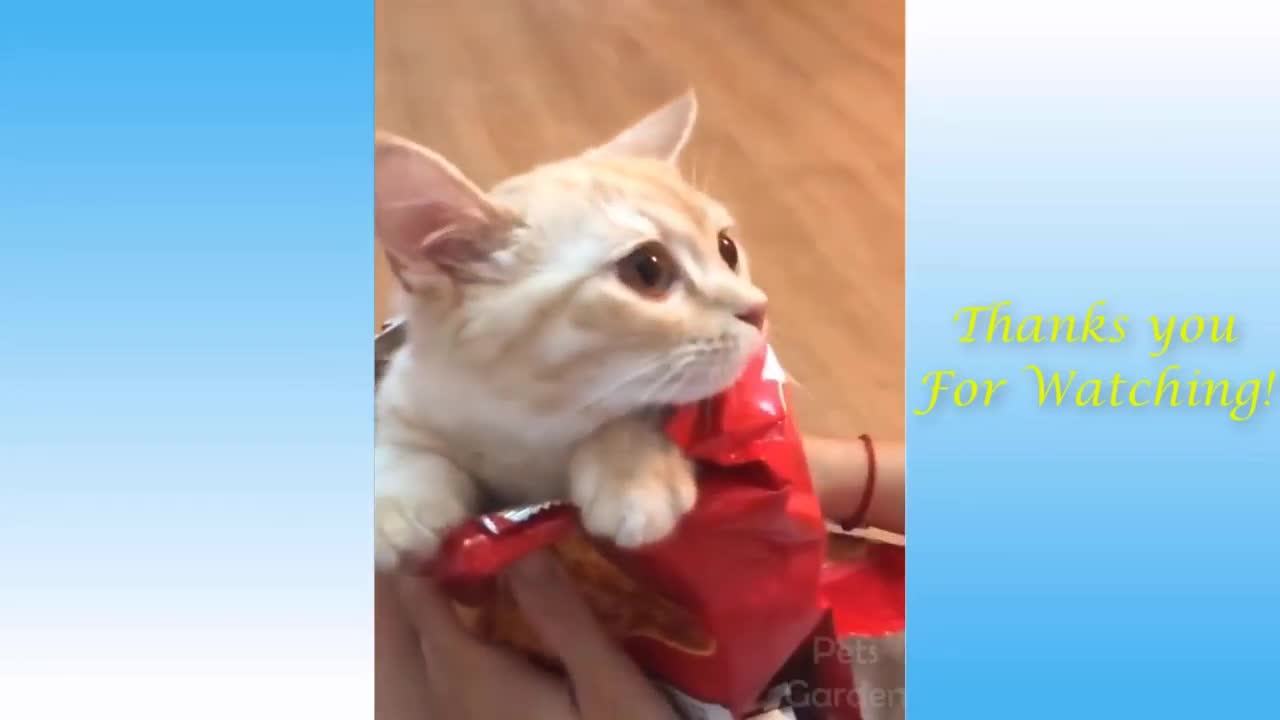 TRY NOT TO LAUGH FUNNY PETS VIDEOS COMPILATION