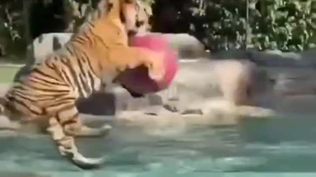 Tiger playing in swimming pool with ball | nature video | Viral video | tiger meme | Viral file