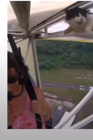Cat goes for a unforgettable plane ride