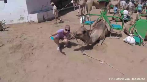 Funny Different Animal Chasing and Scaring People's