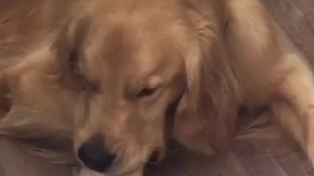 Golden Retriever uses paw as a pacifier!