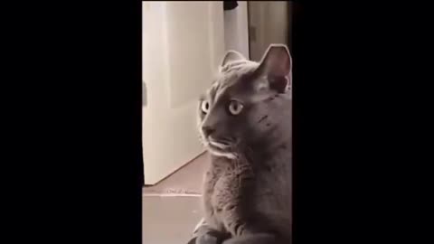 😴Sleepy lazy cat shocked