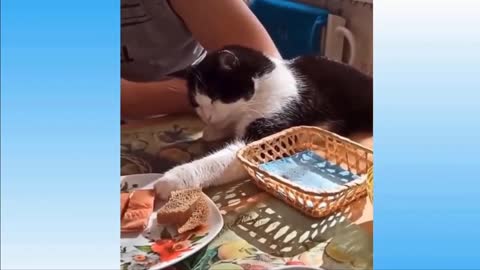 Cat funny video good