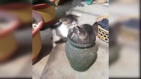 Two Cute Playful Kittens