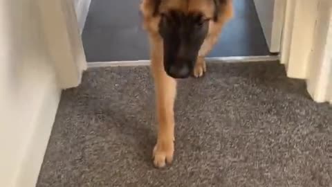 German shepherd so dramatic