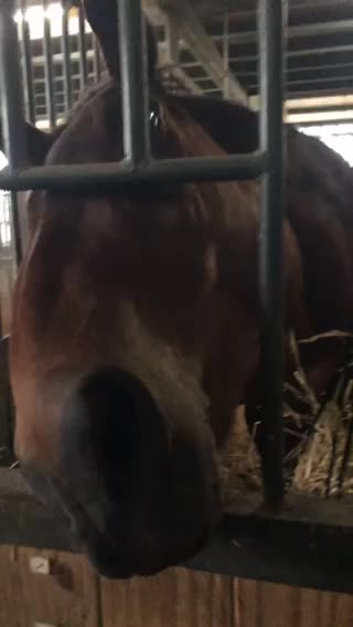 Horse saying hello to you