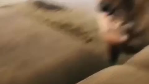 smart dog lol^^ good boy ^^ HHHH