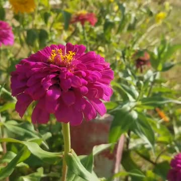 Beautiful flower red