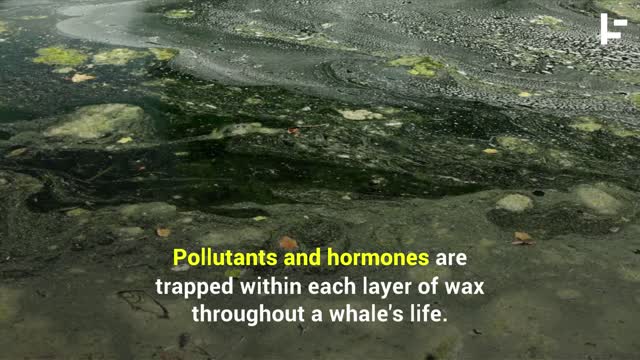 How Earwax Proves We’re Stressing out the Whales