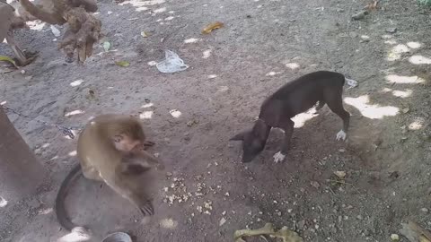 monkeys and dogs won over