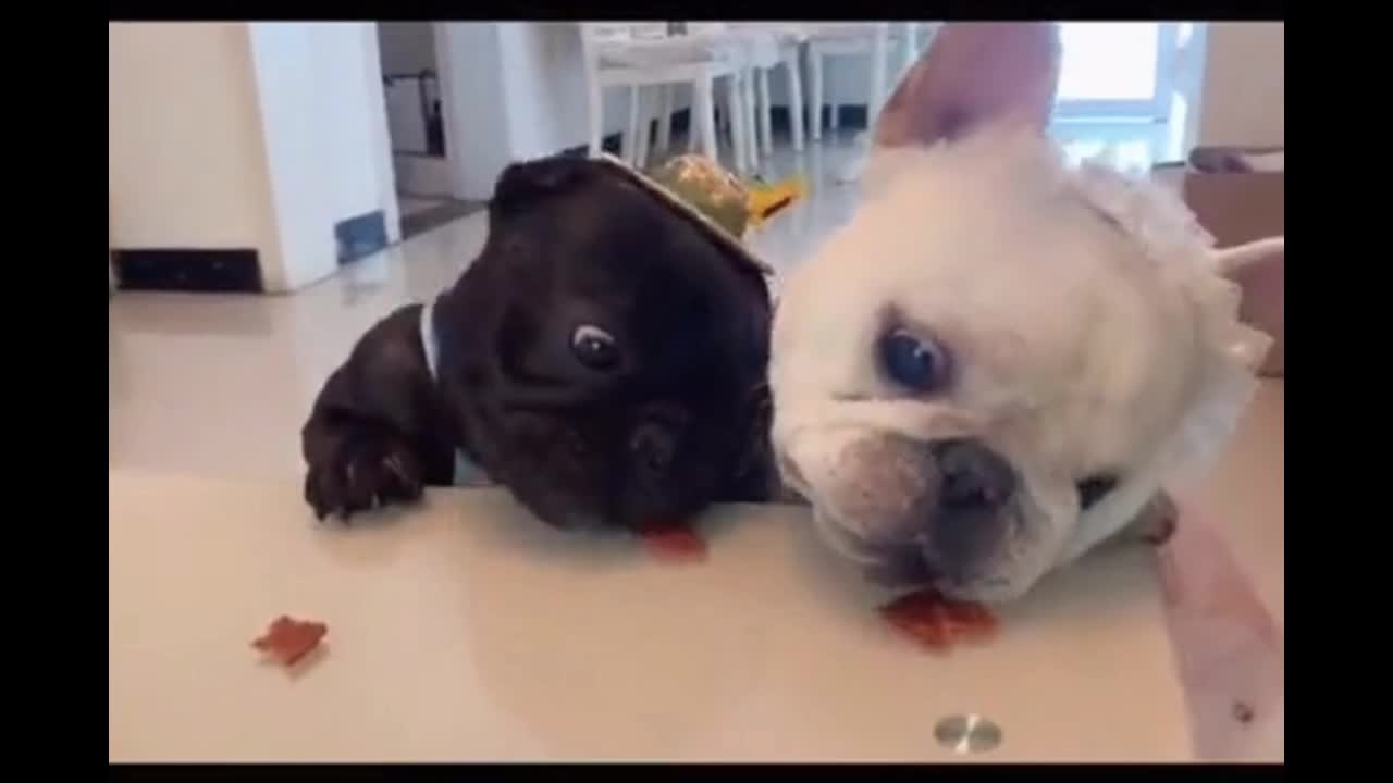 SEE TWO BABY DOGS FIGHTING FOR FOOD.