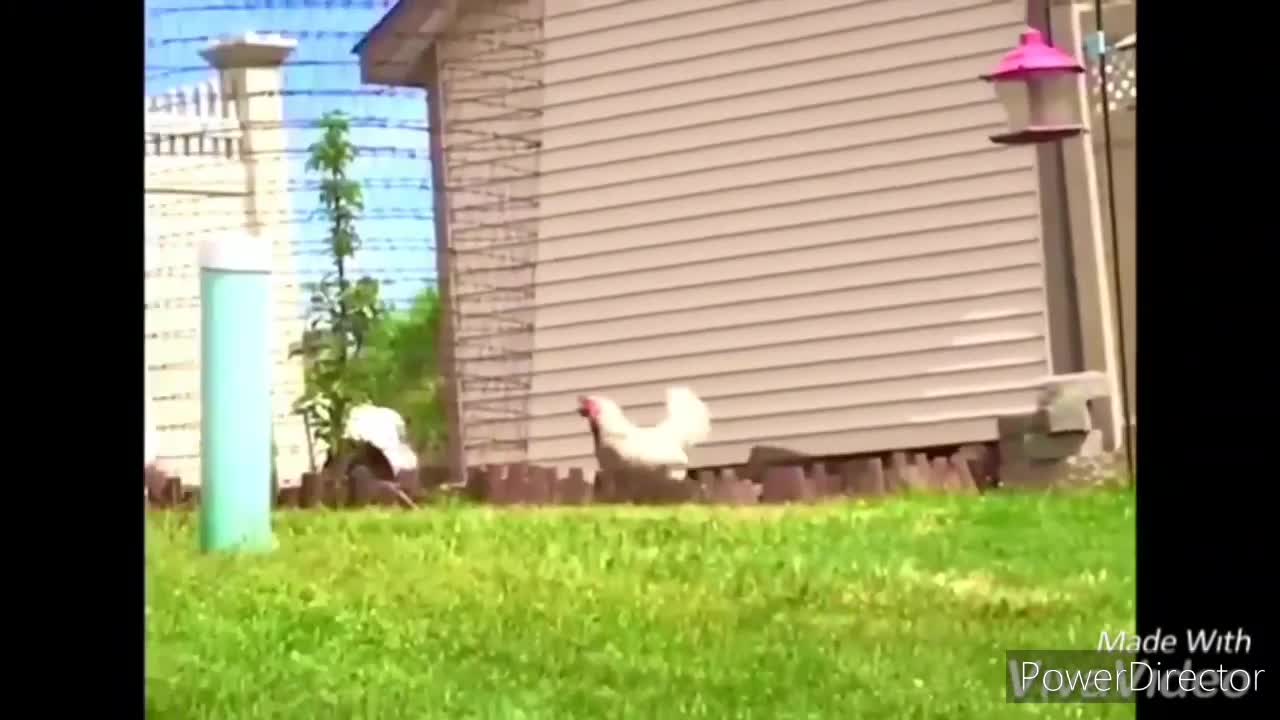 Chickens and roosters Chasing kids and adults :)