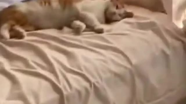 1.Dog lets the Cat rule 😅 #shorts