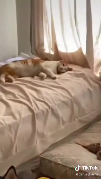 1.Dog lets the Cat rule 😅 #shorts