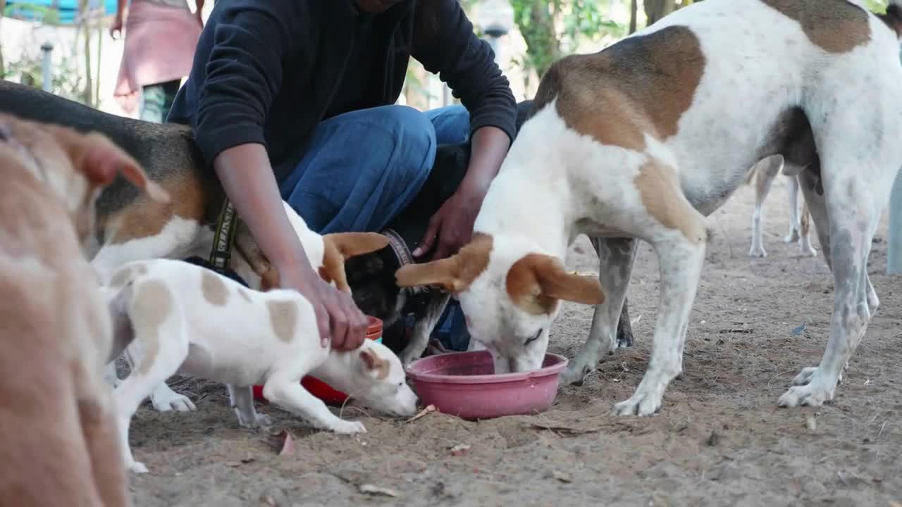 Feeding in dog pound. Hungry dogs eat their food at the dog sanctuary