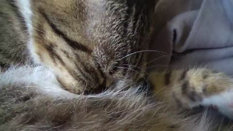 Kitten Rudolph Has a Little Red Tongue