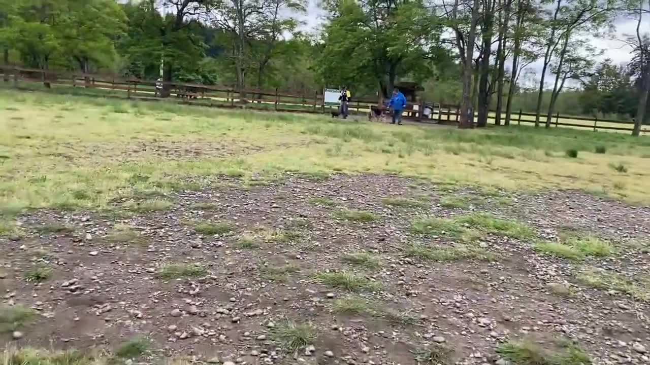 German Shepherd attacking Pitbull