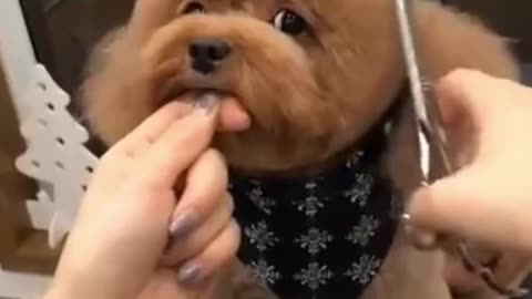 ❤️ Cute Puppies at the Hairdresser ❤️