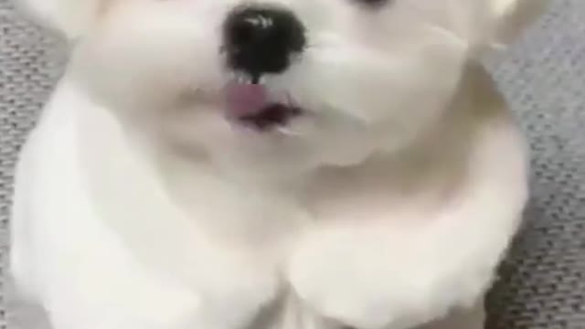 dog video funny