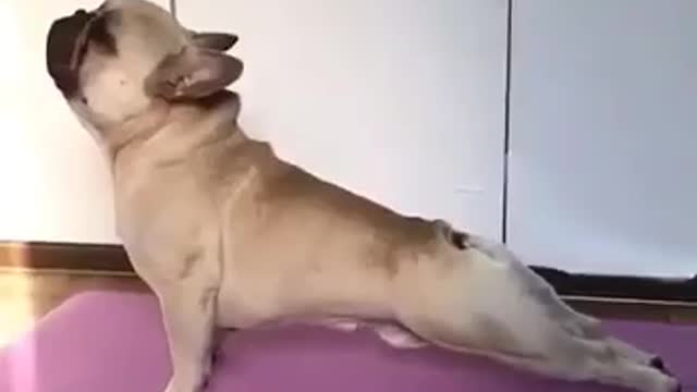 Yoga dog frenchie - Perfect dog