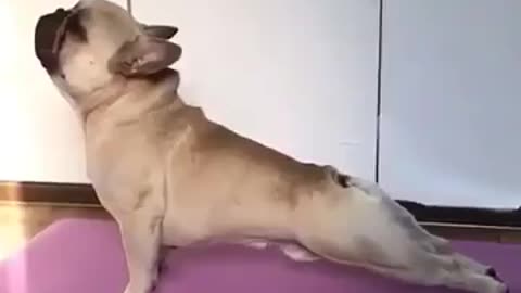 Yoga dog frenchie - Perfect dog