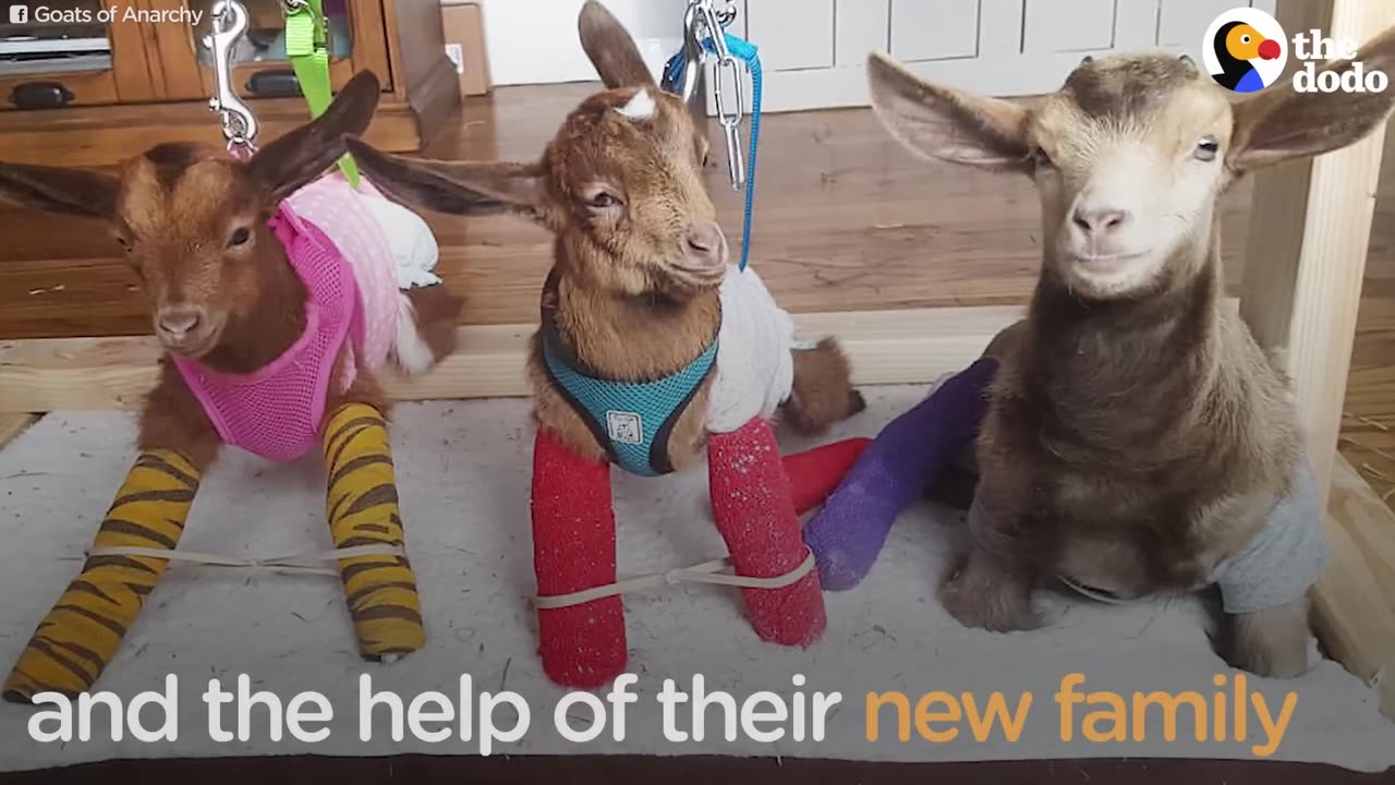 Baby Goats Get A Swing To Help Them Stand