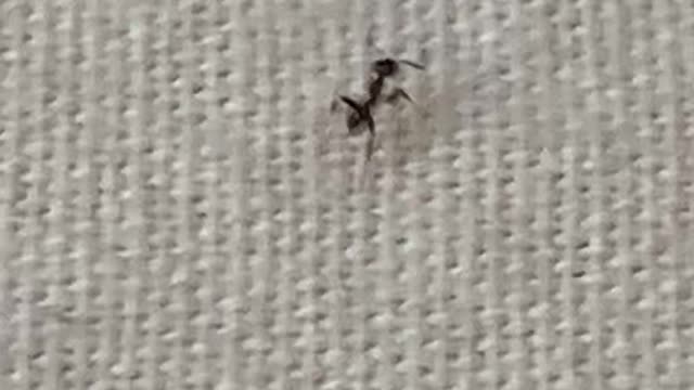 Cute ant searched the way