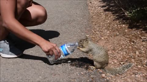 We gave water to some parched, Grand Canyon squirrels!