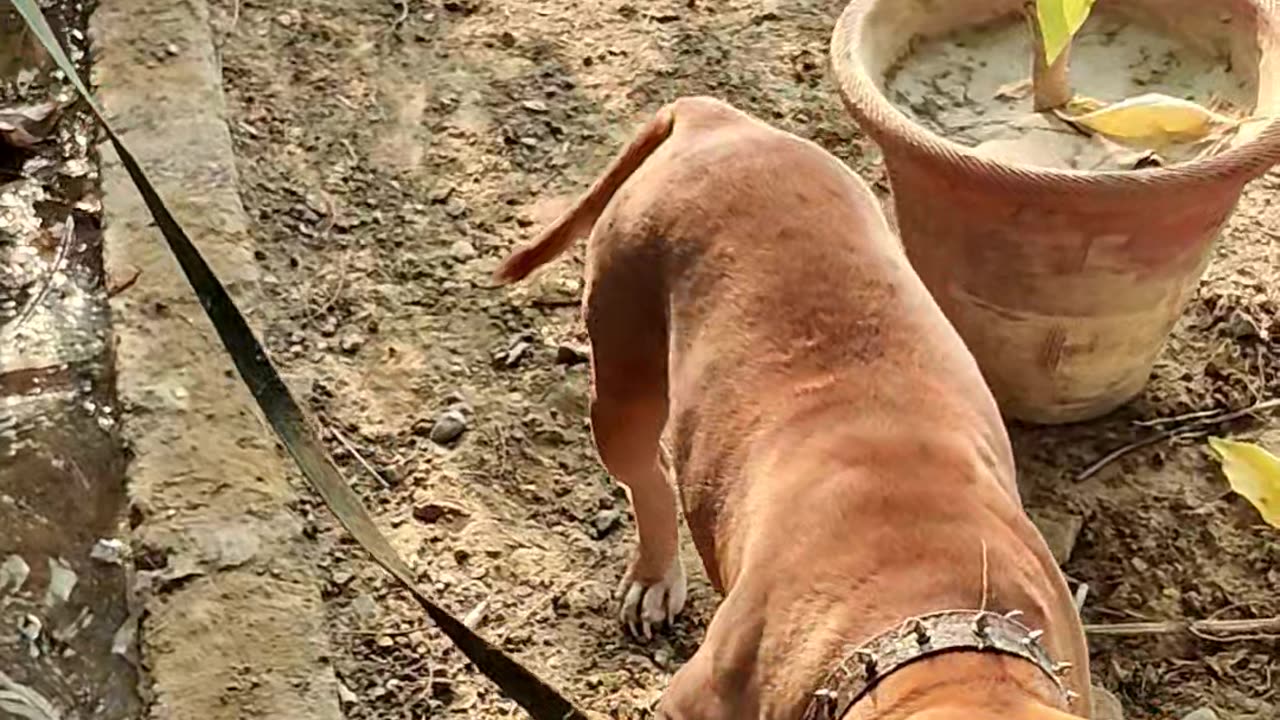 American pitbull dog