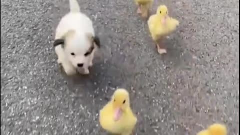 Dog and duck run. So funny and cute