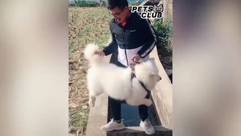 Little Dogs Said -Mama- - Funny Parrots Speaking English - Pets Club Video 2020_p10