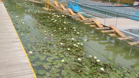 The lotus flowers in this pond are so white