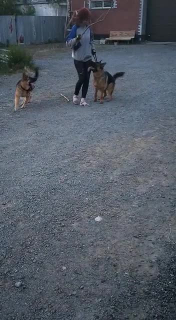 2 german shepherds play