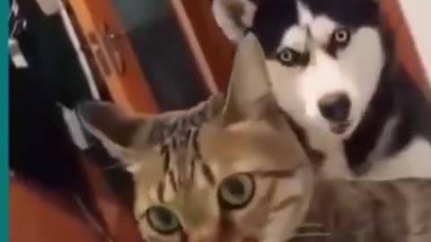 Cat and dog funny video