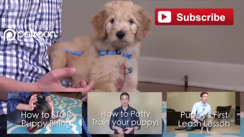 3 Easy Things to Teach your NEW PUPPY!