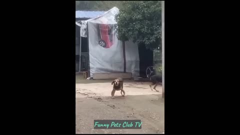 Funniest Cat and Dog Videos 2024