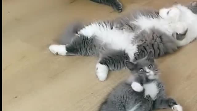 she is playing with feet of baby dog. White doggy and puppy is so cute.