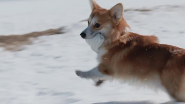 Pembroke Welsh Corgi