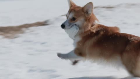 Pembroke Welsh Corgi