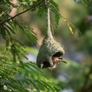 The Baya Weaver, nature's architect. One of the most amazing birds.