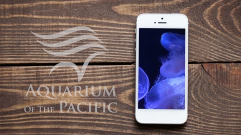 Video Production and Design Aquarium of the Pacific