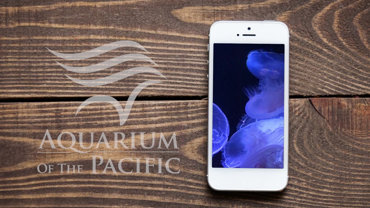 Video Production and Design Aquarium of the Pacific