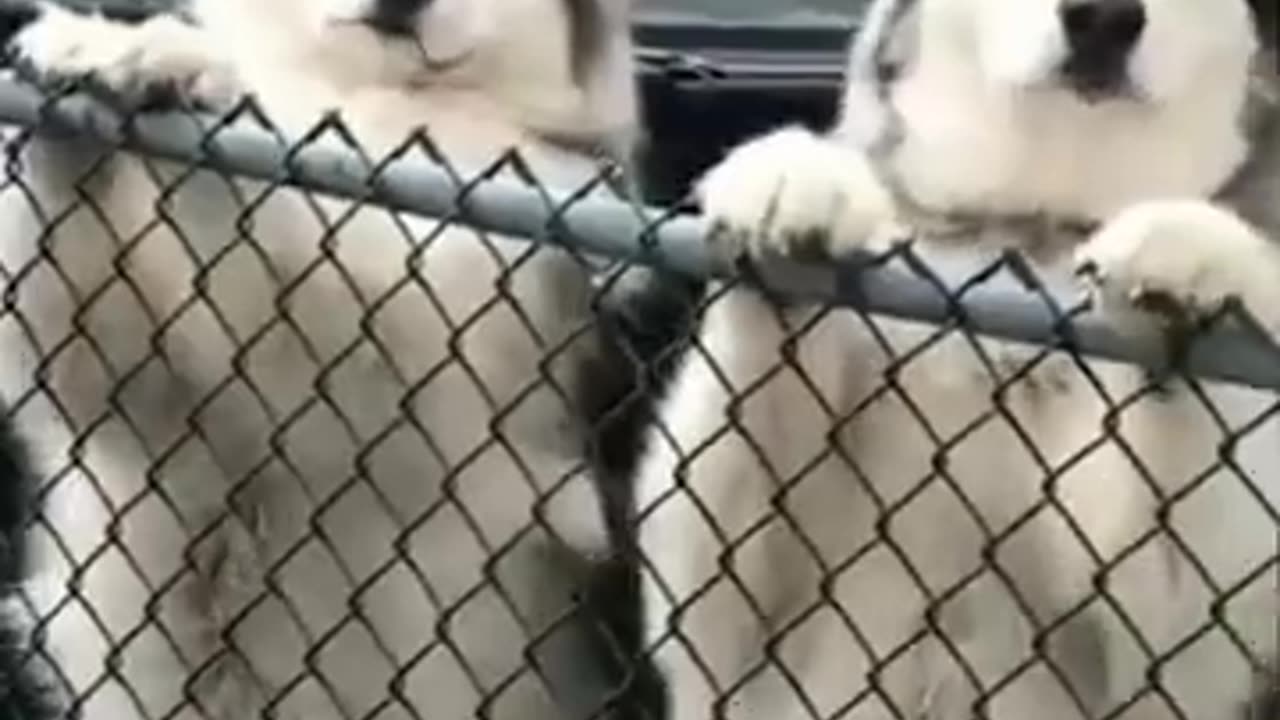 Funny Animal Videos 2024 Best Dogs And Cats Videos 😺😍 #39