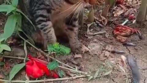 funny cat videos