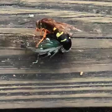 Death hornet gets lunch
