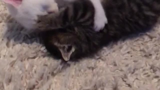 Gray cat and black car hugging and playing with one another