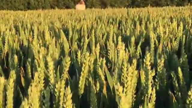 Happy dog jumping through fields