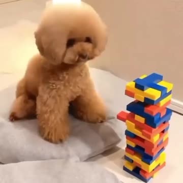 My smart dog😍😍😍